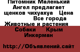 Питомник Маленький Ангел предлагает щенков чихуахуа › Цена ­ 10 000 - Все города Животные и растения » Собаки   . Крым,Инкерман